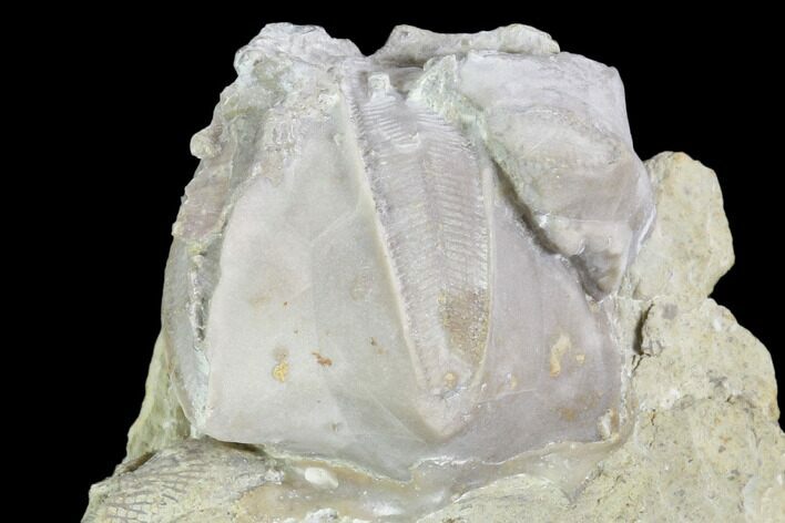 Blastoid (Pentremites) Fossil - Illinois #102256